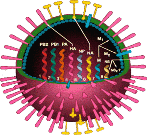 Virus