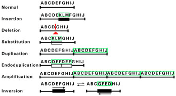 DNA rearrangements