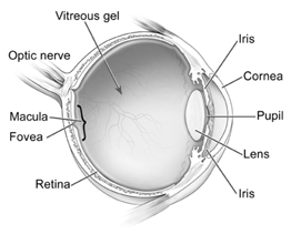 Anatomy of the eye