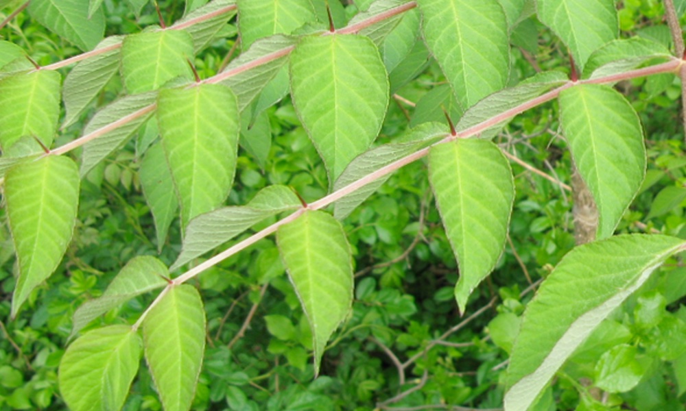 Fighting Infection, With Plants